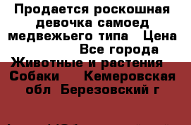 Продается роскошная девочка самоед медвежьего типа › Цена ­ 35 000 - Все города Животные и растения » Собаки   . Кемеровская обл.,Березовский г.